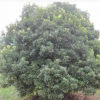 種植楊梅果樹苗 庭院果樹苗批發 園林綠化 苗圃基地直銷價格