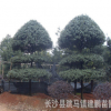 供應造型構骨 庭院別墅綠化 無刺構骨造型球批發