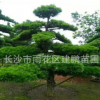 批發供應 常綠喬木羅漢松 12--15公分造型羅漢松 形狀多樣
