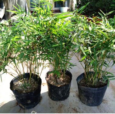 觀賞竹 米竹 鳳尾竹 室內桌面高檔盆栽 竹子微型盆景四季常青植物