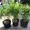 觀賞竹 米竹 鳳尾竹 室內桌面高檔盆栽 竹子微型盆景四季常青植物