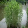 大量批發水生植物蘆葦根莖蘆葦苗水生蘆葦水體綠化河邊綠化植物