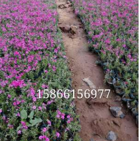 批發直銷叢生福祿考（芝櫻）盆栽花壇庭院綠化花海景觀量大質優顏