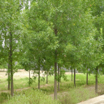 基地出售規格齊全綠化專用白蠟 耐寒耐旱白蠟一年苗 原產地發貨￥