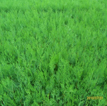 批發出售四季常青側柏 大量銷售優質側柏 規格齊全易成活側柏￥
