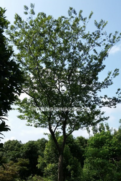 苗圃移植樸樹（合肥）