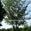 苗圃移植樸樹（合肥）