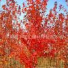 批發耐寒綠化苗木紅楓小苗 美國紅楓苗 美國紅楓樹苗 秋火焰