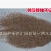 批發進口剪股穎種子 草坪種子別墅專用草籽耐踐踏修剪 四季播種