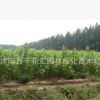 批發法桐 法桐苗 法桐小苗 速生法桐苗 法桐基地