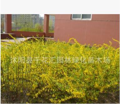 批發綠化苗木連翹苗 庭院觀花綠植 又名黃老虎 黃金條 金鐘花