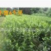 綠化苗木海棠 西府海棠苗 西湖海棠樹(shù)苗 規(guī)格齊全