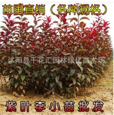 批發紫葉李苗 紫葉李小苗 又名紅葉李苗 紅葉李小苗