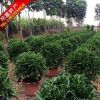 非洲茉莉 灰莉 室內盆栽植物 廣東苗木