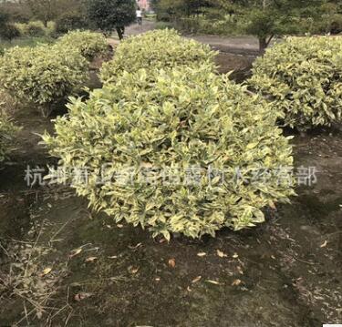 金邊花葉胡頹子毛球球型綠化工程