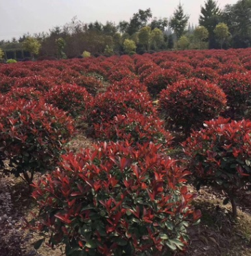 基地批發紅葉石楠球紅繼木球金邊黃楊球金葉女貞球
