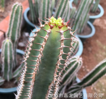 大戟科矢毒麒麟 仙人掌多肉植物 景園搭配設(shè)計(jì) 室內(nèi)外沙漠盆栽