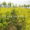 中華金葉榆樹苗批發工程綠化苗木道路風景樹嫁接金葉榆苗