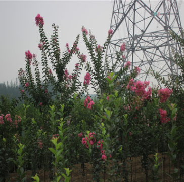 優質百日紅批發 百日紅小苗批發 綠化道路專用