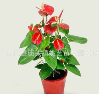 室內(nèi)高檔花卉盆栽紅掌精品盆景 火鶴花白掌苗 粉掌盆栽四季開花