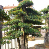 批發(fā)供應(yīng) 欏木石楠 園林別墅景觀樹木 湖南造型欏木石楠樹樁