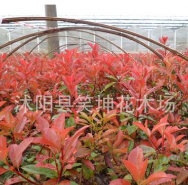 批發(fā)優(yōu)質紅葉石楠小苗 工程色塊綠化石楠苗 規(guī)格齊全