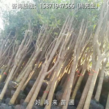 10公分征地桂花樹 量大從優 廠家直銷 優良品質
