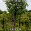 街道綠化驅(qū)蚊美觀凈化空氣遮陽(yáng)光香樟樹(shù)香樟苗大葉樟庭院綠植