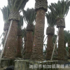 直銷 大加拿利海棗 價格實惠歡迎新老客戶前來考察