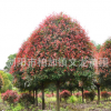 大量批發紅葉石楠樹 精品高桿紅葉石楠樹自家苗圃規格齊價格優