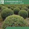 批發檜柏苗 常綠植物檜柏球 濕地綠化檜柏樹苗 綠化苗木