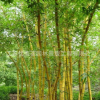 黃金竹基地直銷庭院圍墻竹類植物金鑲玉竹苗 園林觀賞植物