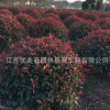 紅葉石楠球批發園林道路綠籬色塊綠化苗木高桿紅葉石楠球樹苗