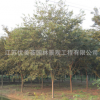 櫸樹樹苗批發工程綠化苗木紅櫸樹苗庭蔭街道防護樹 櫸樹小苗