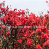 叢生映山紅樹苗批發市政工程苗木 滿山紅觀賞花卉杜鵑花苗