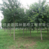 五角楓樹苗批發工程綠化苗木行道庭蔭樹 園林精品盆景 五角槭苗