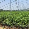 藍莓苗基地 山東高產藍莓苗 藍豐 瑞卡 公爵 易成活優質藍莓苗