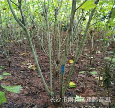 基地批發(fā)園林工程綠化用苗芙蓉花苗