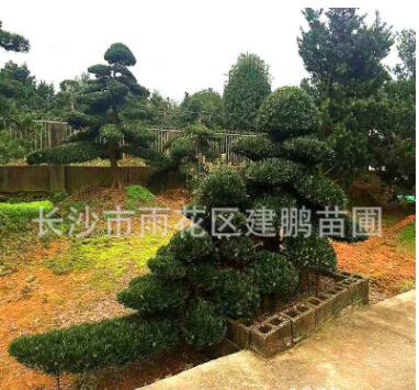 批發(fā)供應(yīng)15-20公分造型羅漢松 園林別墅景觀植物 造型羅漢松盆景