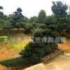 批發供應15-20公分造型羅漢松 園林別墅景觀植物 造型羅漢松盆景