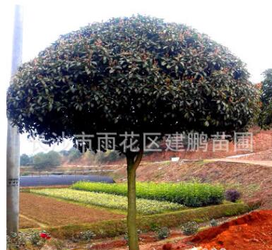 批發(fā)綠化苗木 10公分桂花樹 八月桂 丹桂樹苗品種全 規(guī)格多樣
