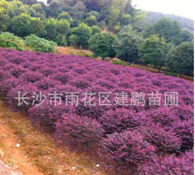 批發(fā)紅花繼木 園林工程綠化苗木 基地直銷紅花繼木球