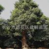 基地直銷50-60公分香樟樹(shù) 工程園林綠化 移栽骨架香樟