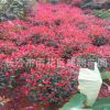 基地直銷紅葉石楠球 綠化工程紅葉石楠苗 色塊綠化石楠球