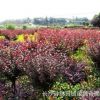 批發(fā)密枝紅葉李 紫葉李 彩葉苗木基地 湖南5公分密枝紅葉李紫葉李