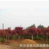 批發(fā)紅楓 園林彩葉綠化苗木 美國紅楓 秋火焰紅楓樹苗