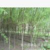 批發(fā)供應(yīng)垂柳樹 5/6/8/10公分根系發(fā)達(dá) 綠化苗木成活率高