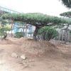 造型景松大量出售 人工挖球景松成活高 自家種植景松價格 合理
