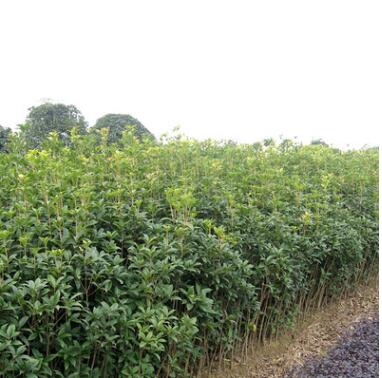 桂花樹苗 實生桂花小苗 桂花盆栽 地栽苗 四季桂金桂丹桂沉香桂