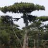 優質景松供應 景松樹 油松苗圃直銷 基地供應 價格合理